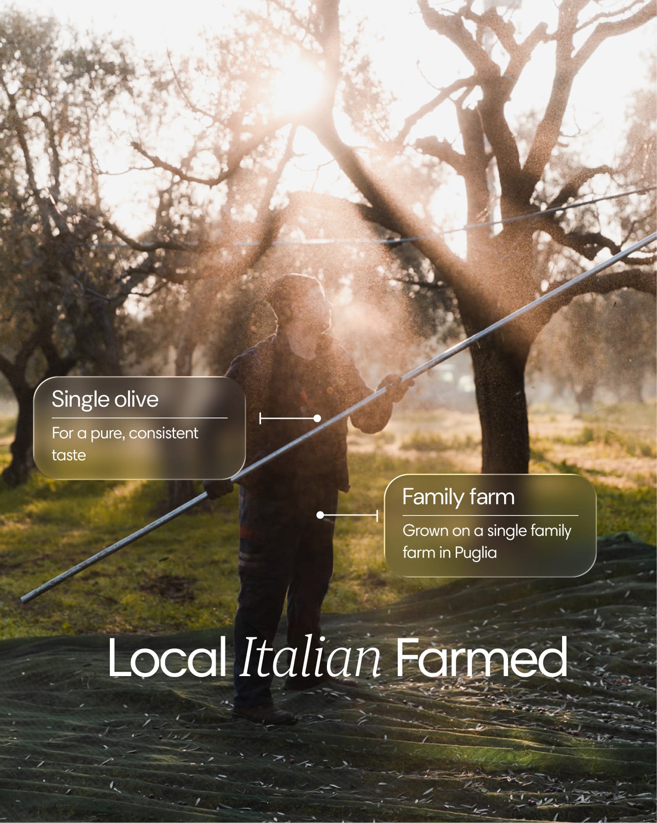  Clearly - Extra Virgin Olive Oil